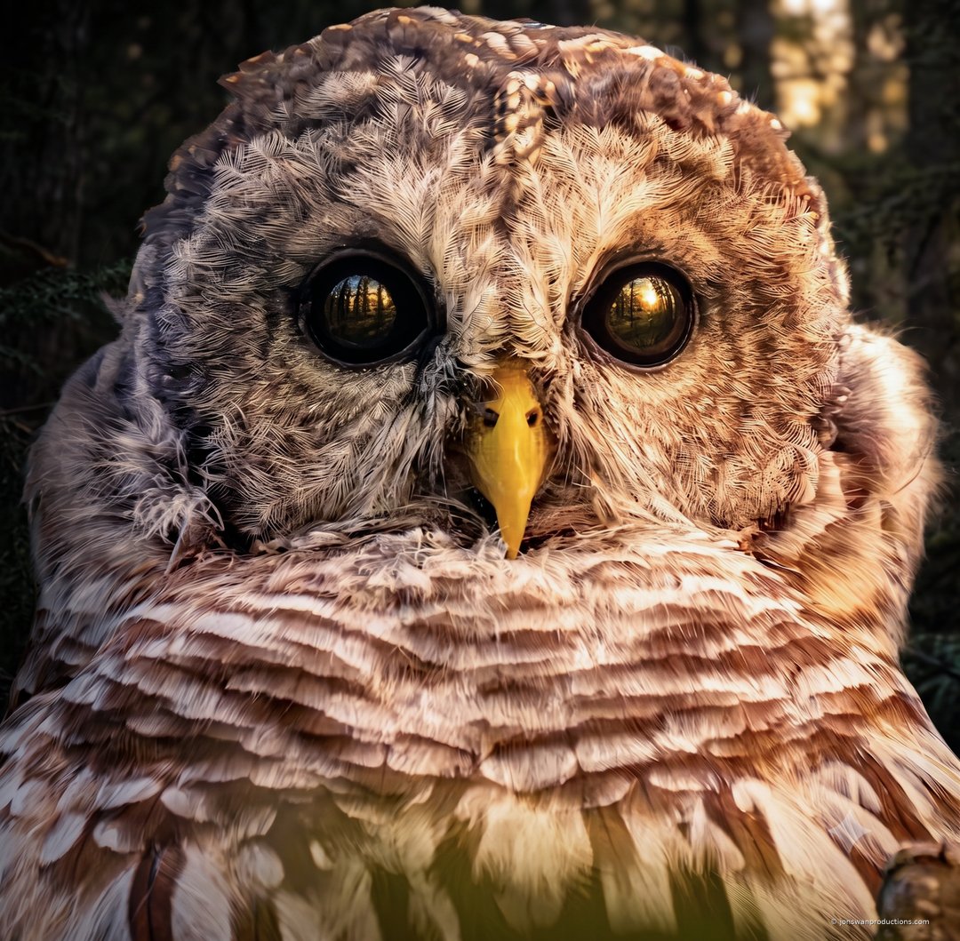 Extreme close-up portrait of a barred owl with golden light in both dark eyes
