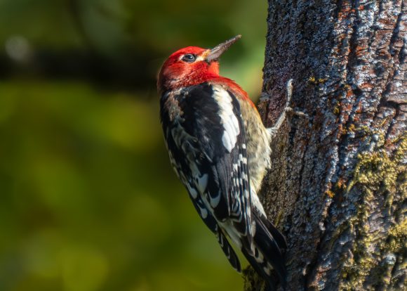 – Drummers of the Oaks: Woodpeckers at Oaks Bottom Wildlife Refuge