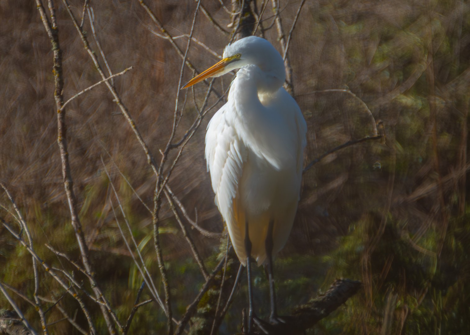 A Quiet Lesson from the Water: When Birds Teach Us to Live Together