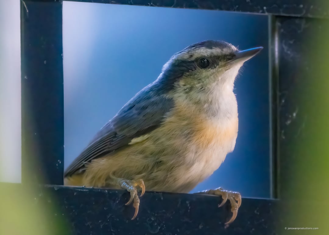 Red-breasted Nuthatch poised on a branch, ready to grab suet