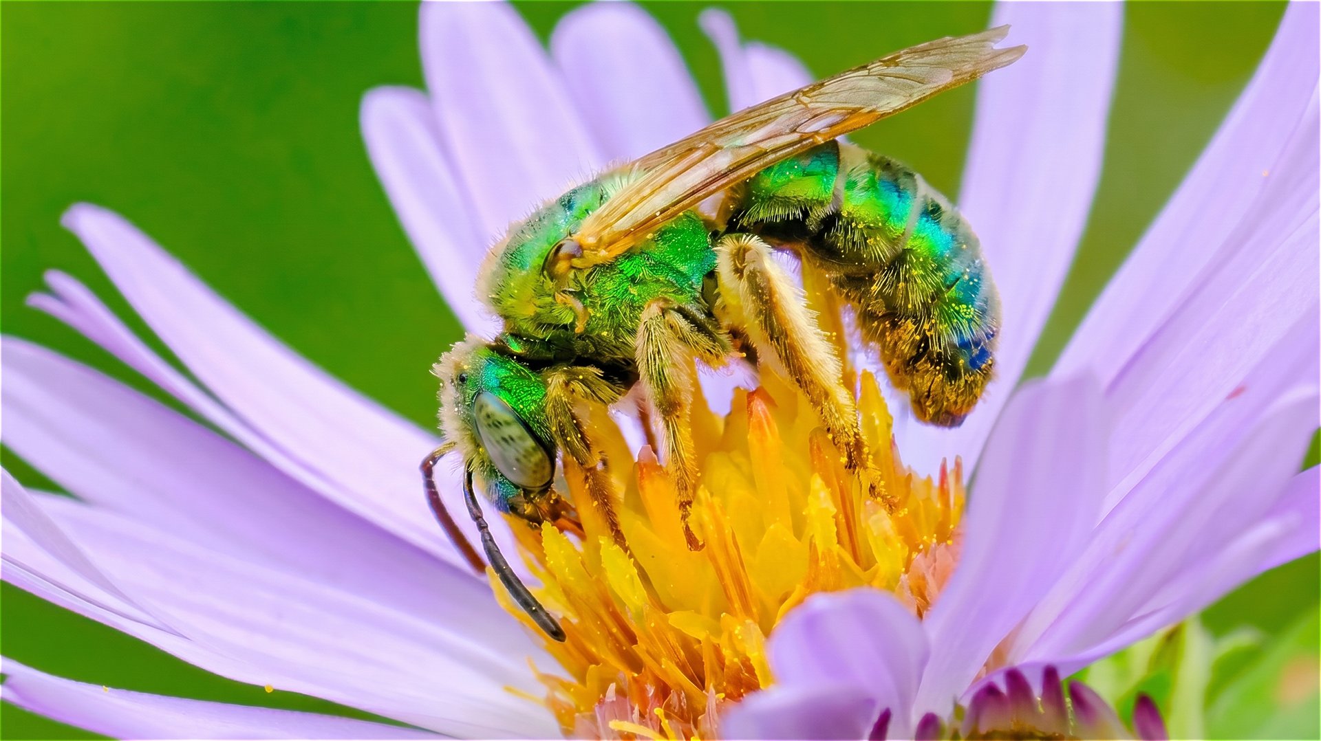 Female Green Sweat Bee — Structural Green