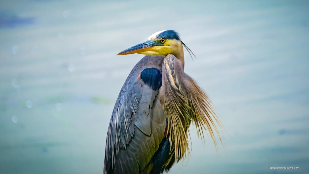 Great blue heron in profile with neck tucked and plumes flowing, against soft blue water