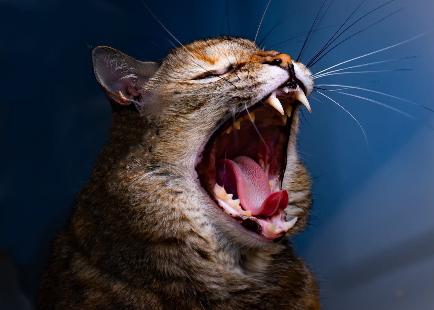  Domestic Cats: Quiet Nemeses of Songbirds