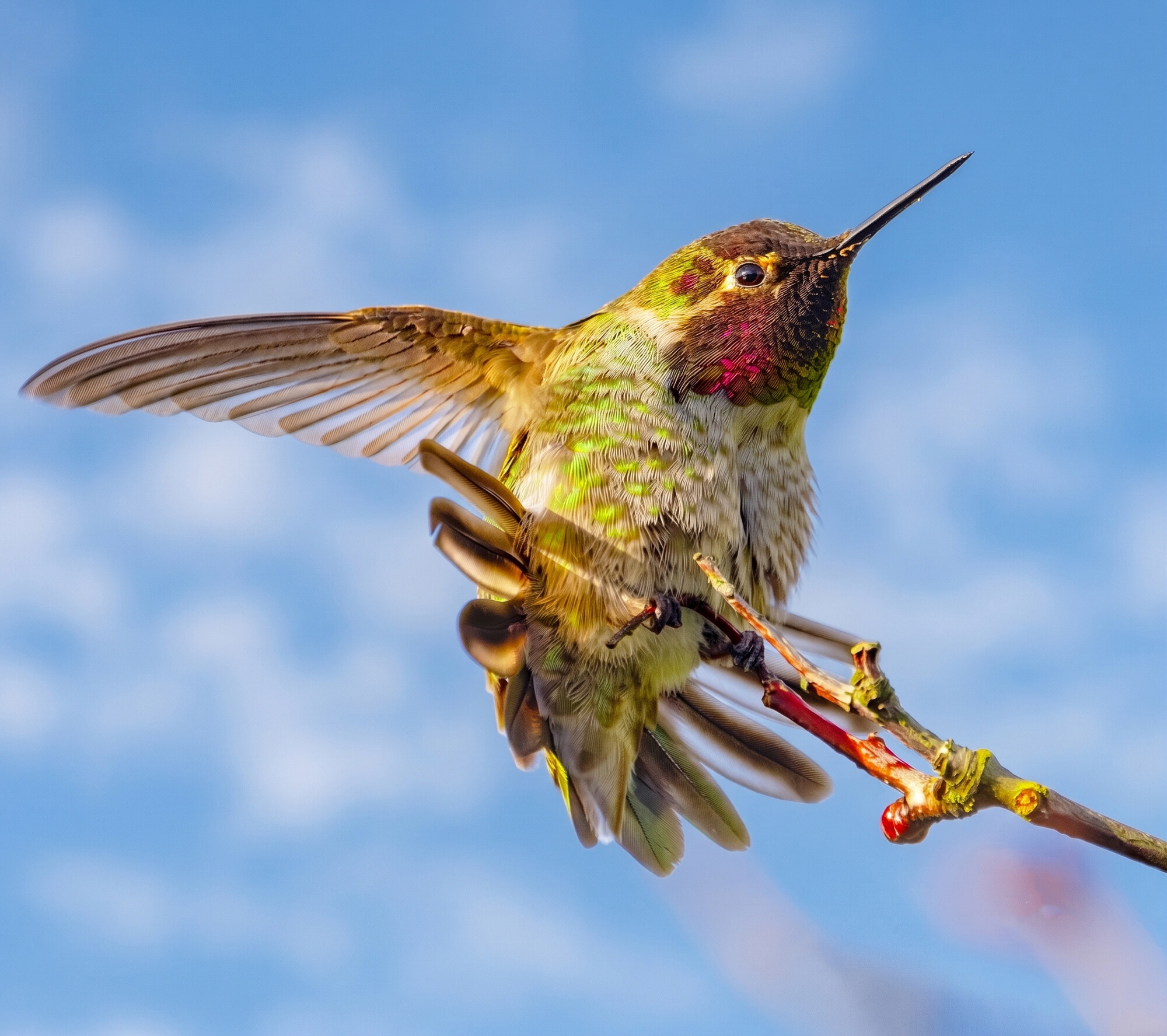 Male Anna's Hummingbird stretching its wing — hummingbird yoga
