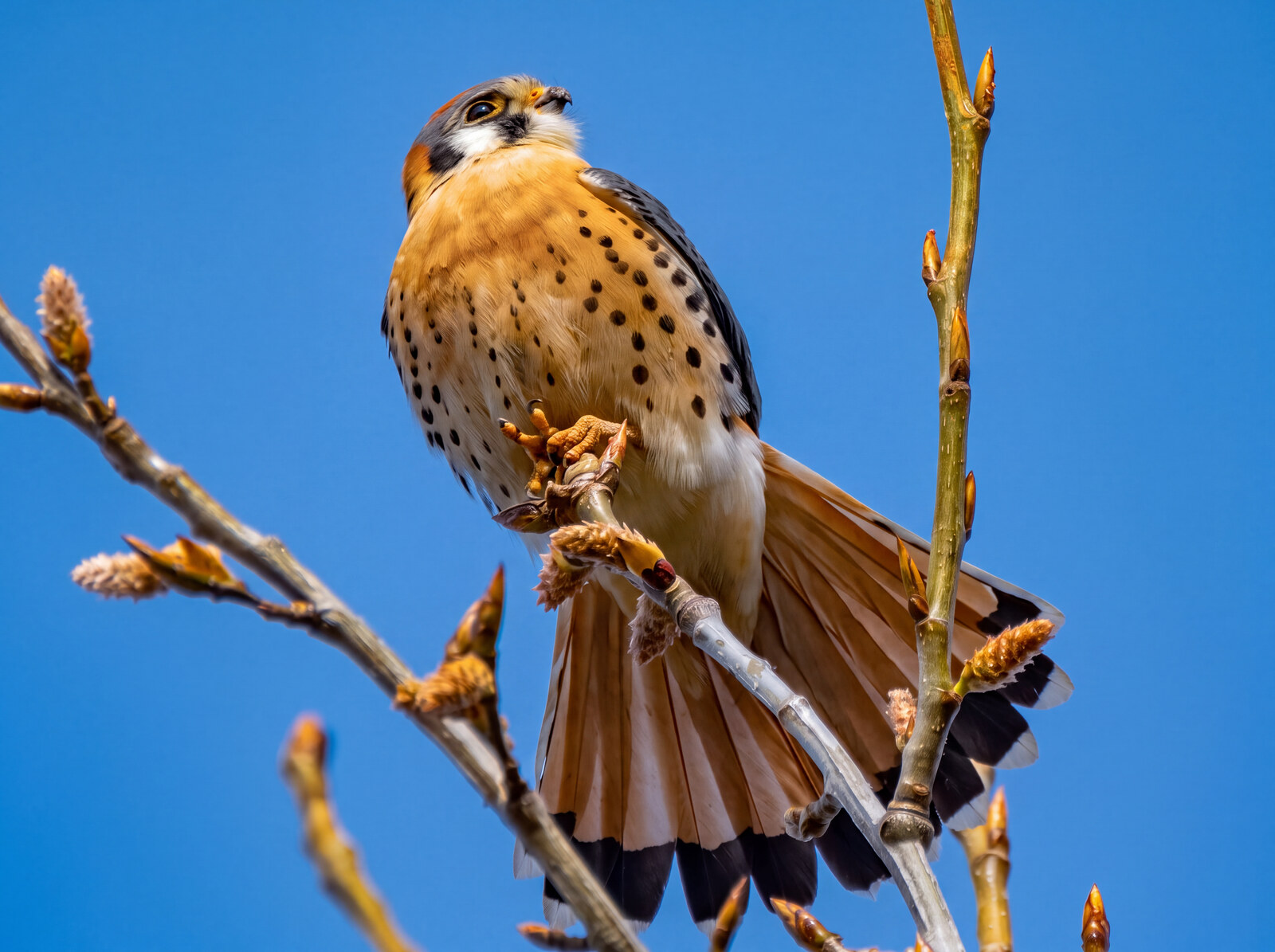 Male American kestrel against blue sky with rufous tail fully fanned showing a single broad black band