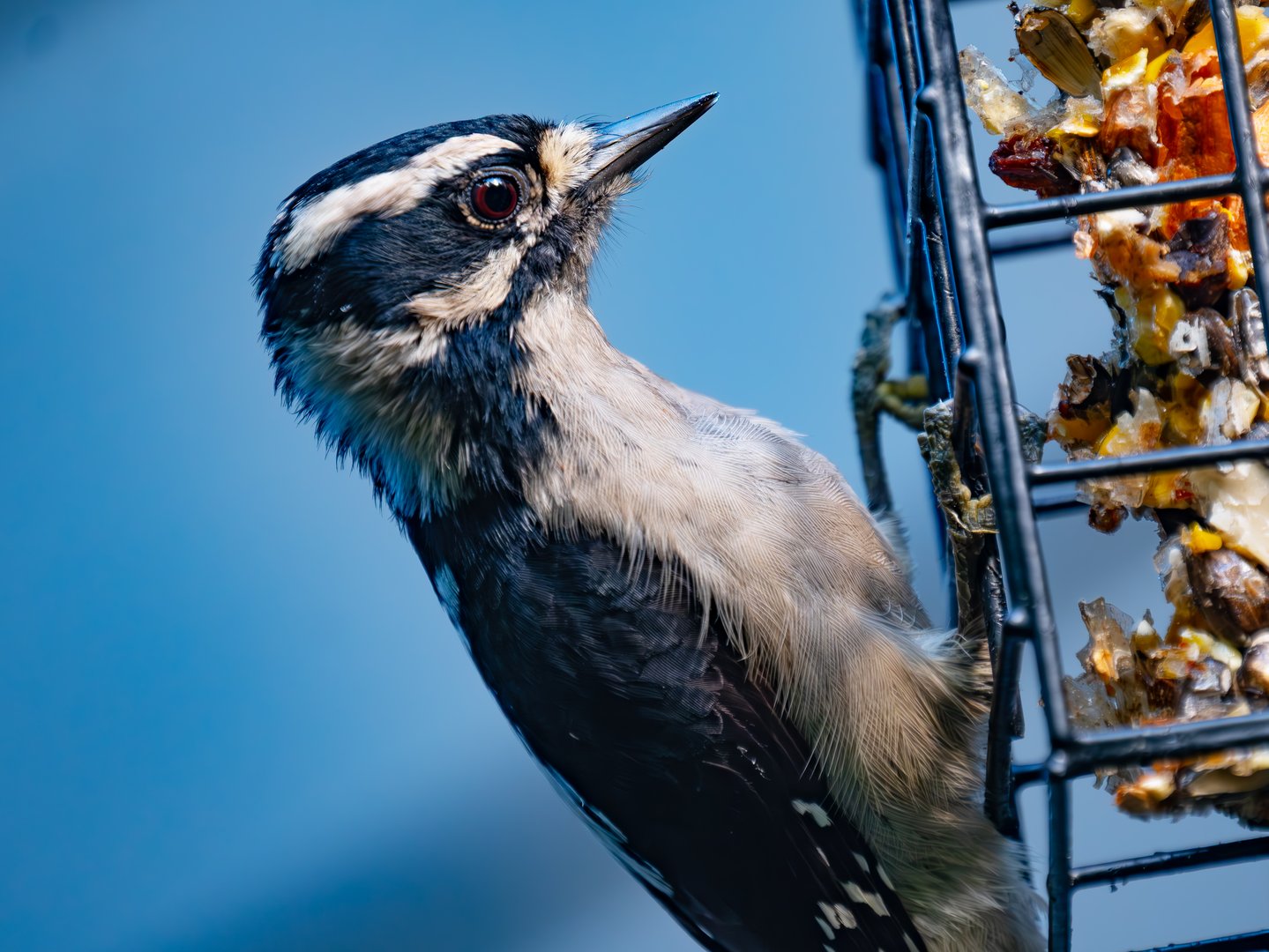  Friendly Downy Woodpeckers Visit My Backyard