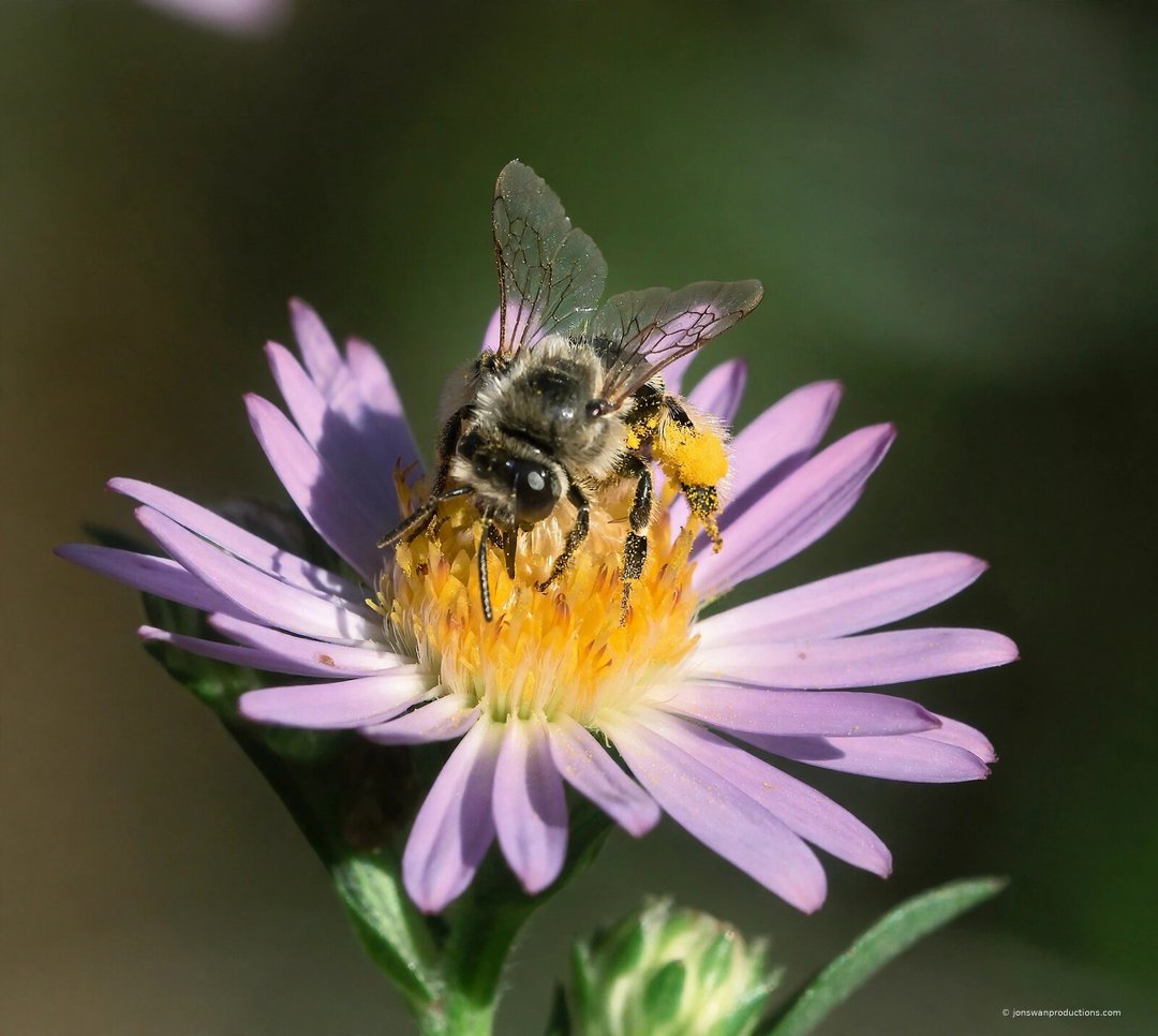 Female long-horned bee on a pale aster with a yellow pollen load on her hind leg