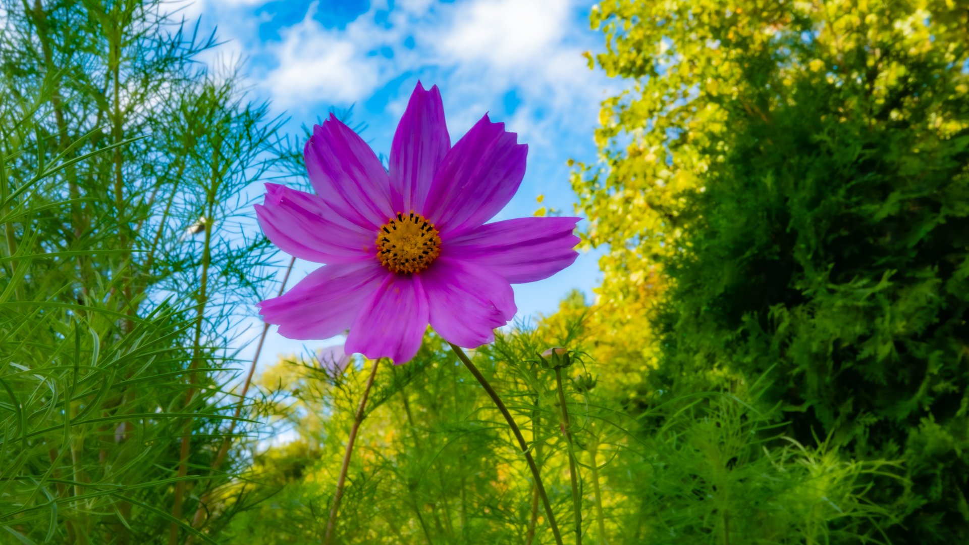 The End of SpringTitle: From Cosmos to Crimson — Saying Goodbye to Spring, Hello to FallThe End of Spring