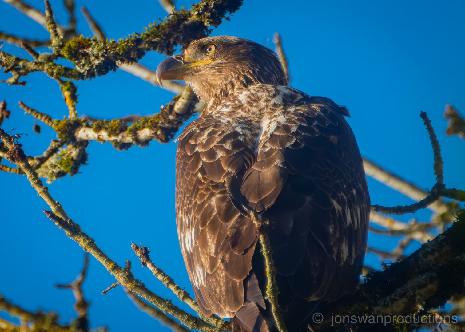 Young Bald Eagle – Mistaken for a Golden Eagle II (Oaks Bottom)