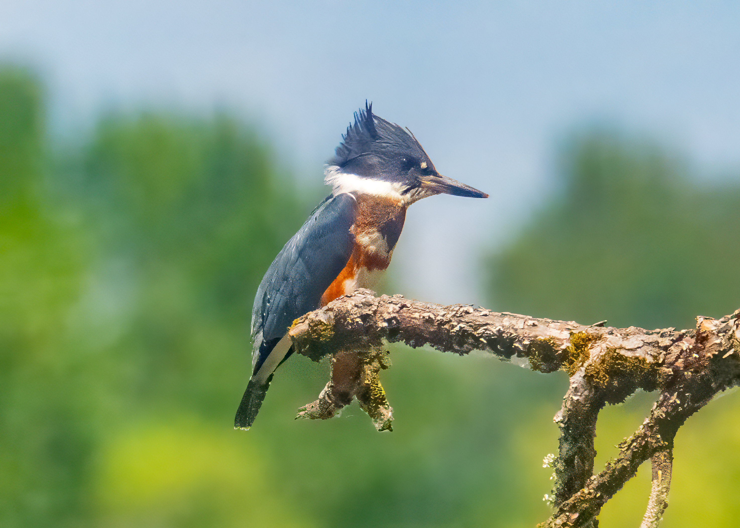 Belted Kingfisher scanning the water for fish