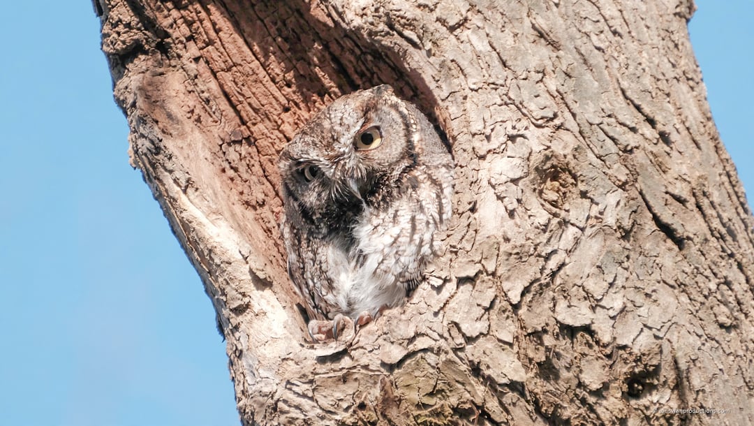 Adult western screech owl leaning from its cavity with talons gripping the rim, watching prey below