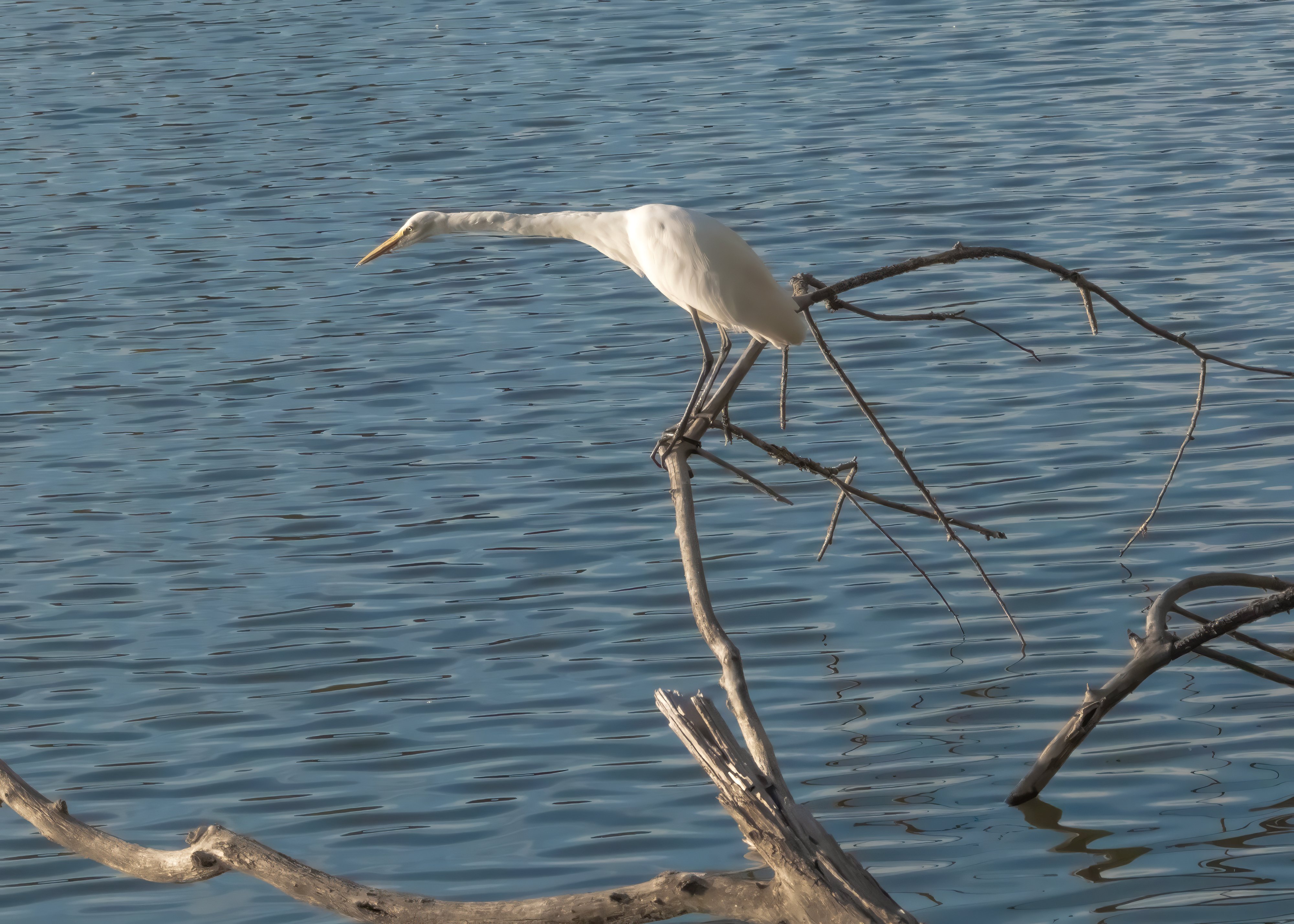 A Great Egret on a branch about ten feet above the water, body flattened and neck extended, about to drop