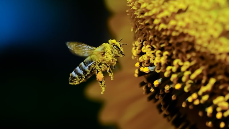 Important Pollinators