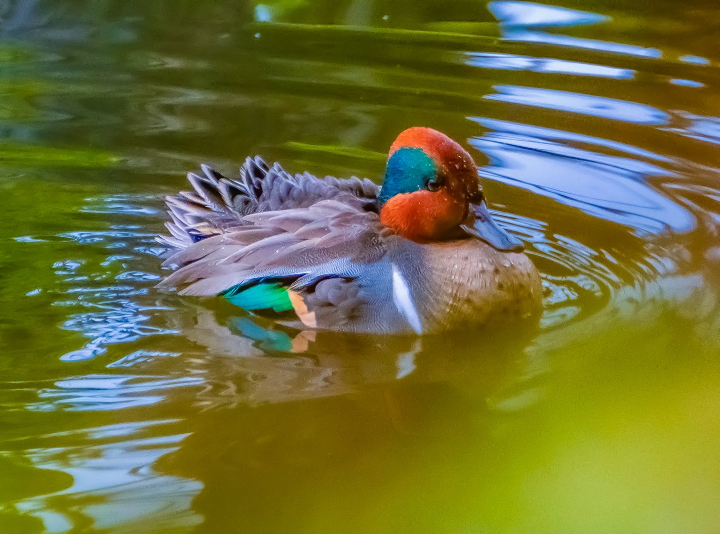 The Courtships Rituals of The Green Winged Teal