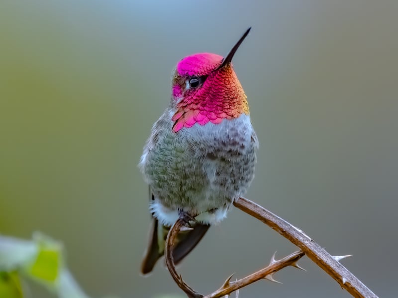 A Colorful Male Anna’s Hummingbird Photo Shoot