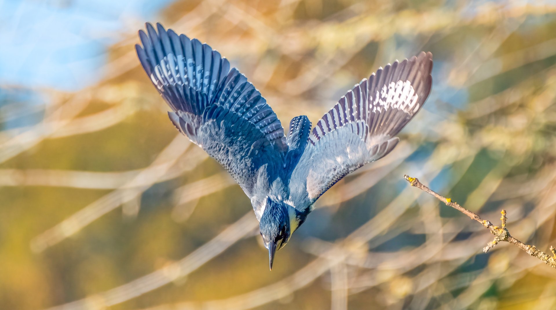 Belted Kingfisher — Wings Open