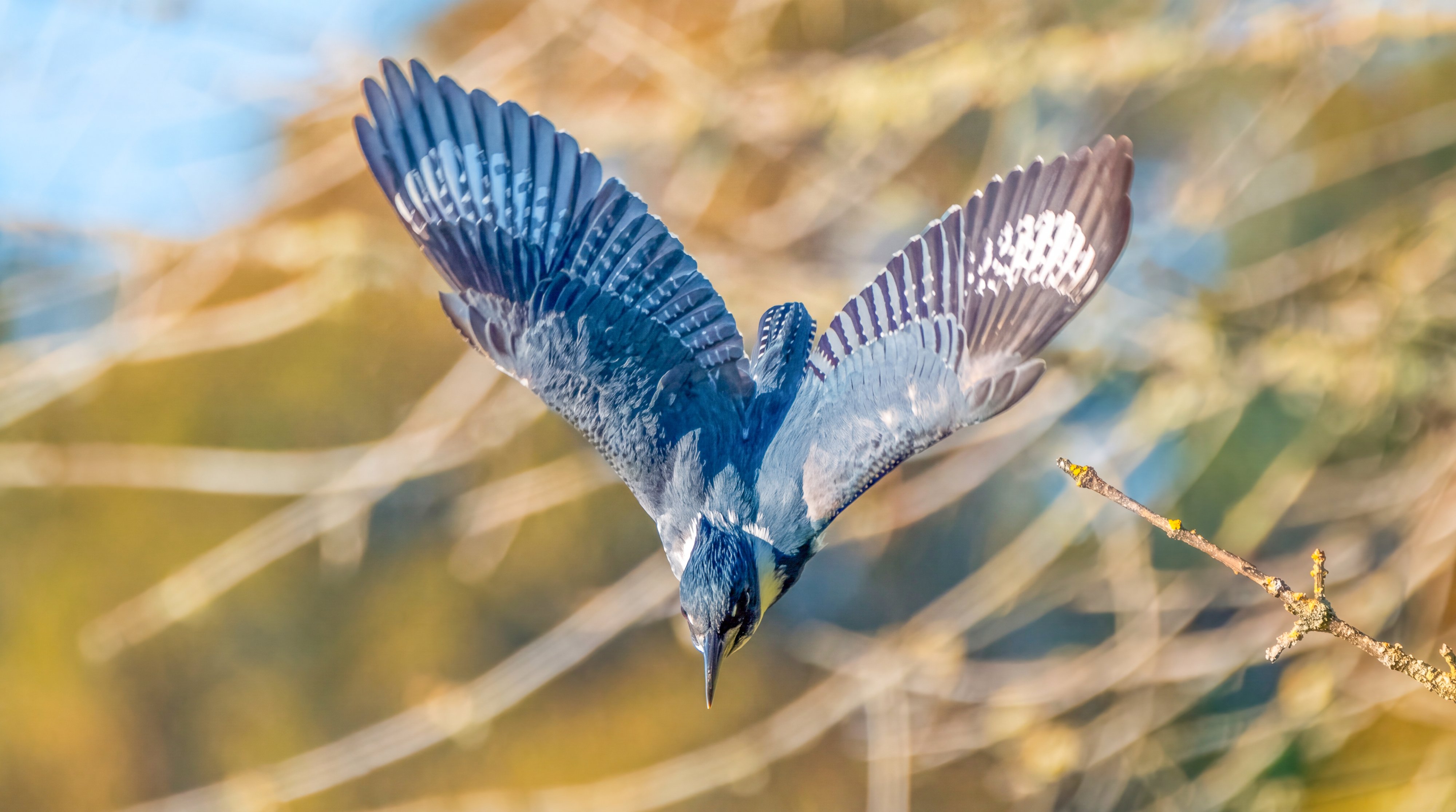 Belted Kingfisher leaving the branch with both wings thrown wide, every primary feather separated and the white wing pattern fanned