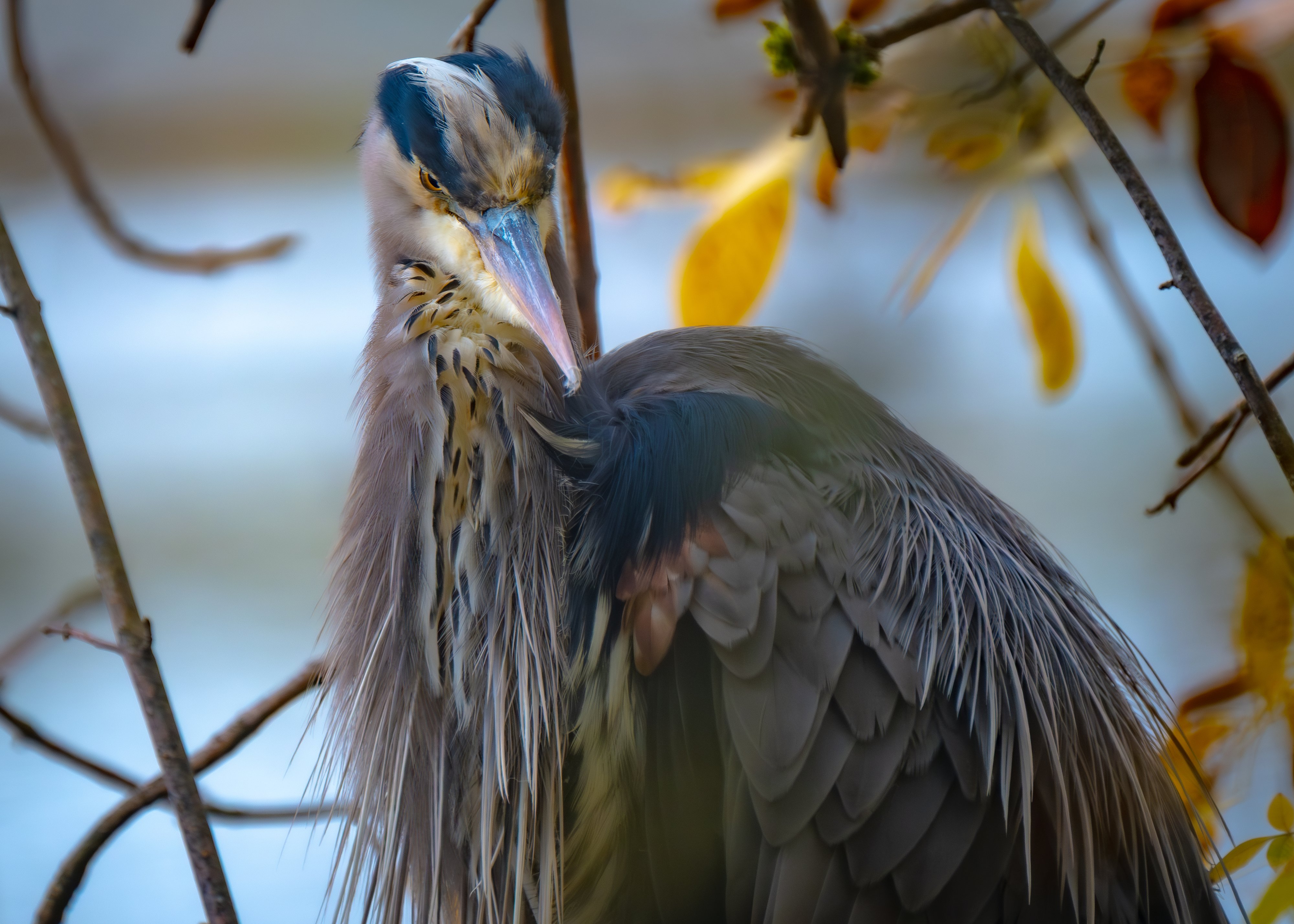 Great Blue Heron