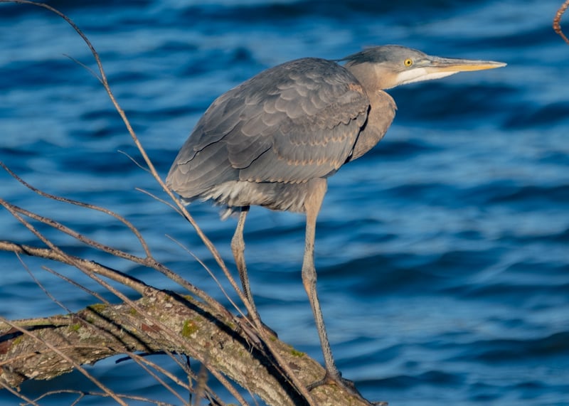 The Ingenious Use of Sticks: How Herons and Egrets Attract Fish