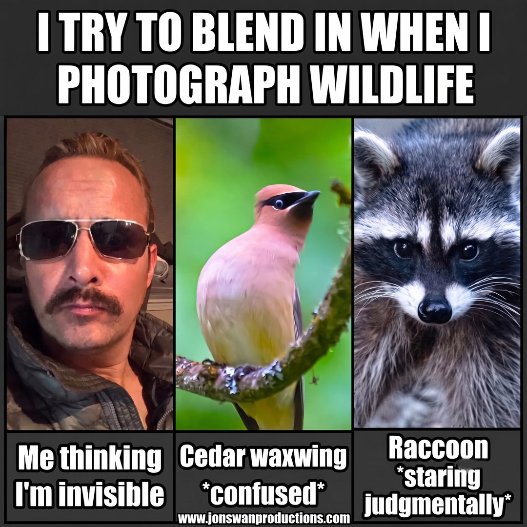 Three-panel meme: the photographer in sunglasses labeled Me thinking I'm invisible, a cedar waxwing labeled confused, and a raccoon labeled staring judgmentally