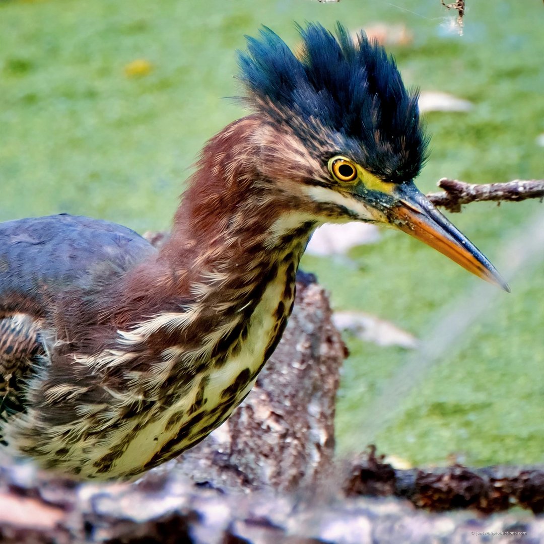Close-up portrait of a green heron with its iridescent blue-green crest raised