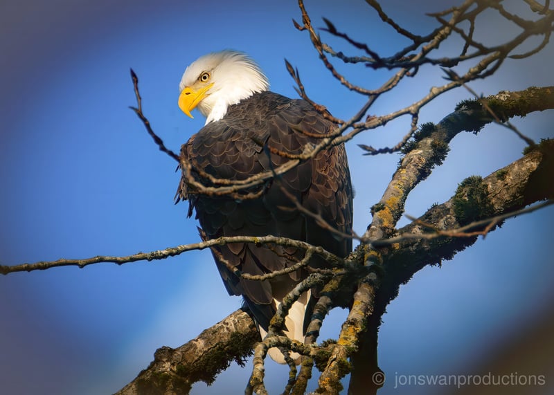 Adult Bald Eagle with vapor cloud sky gradient at Oaks Bottom by Jonathan Swanson