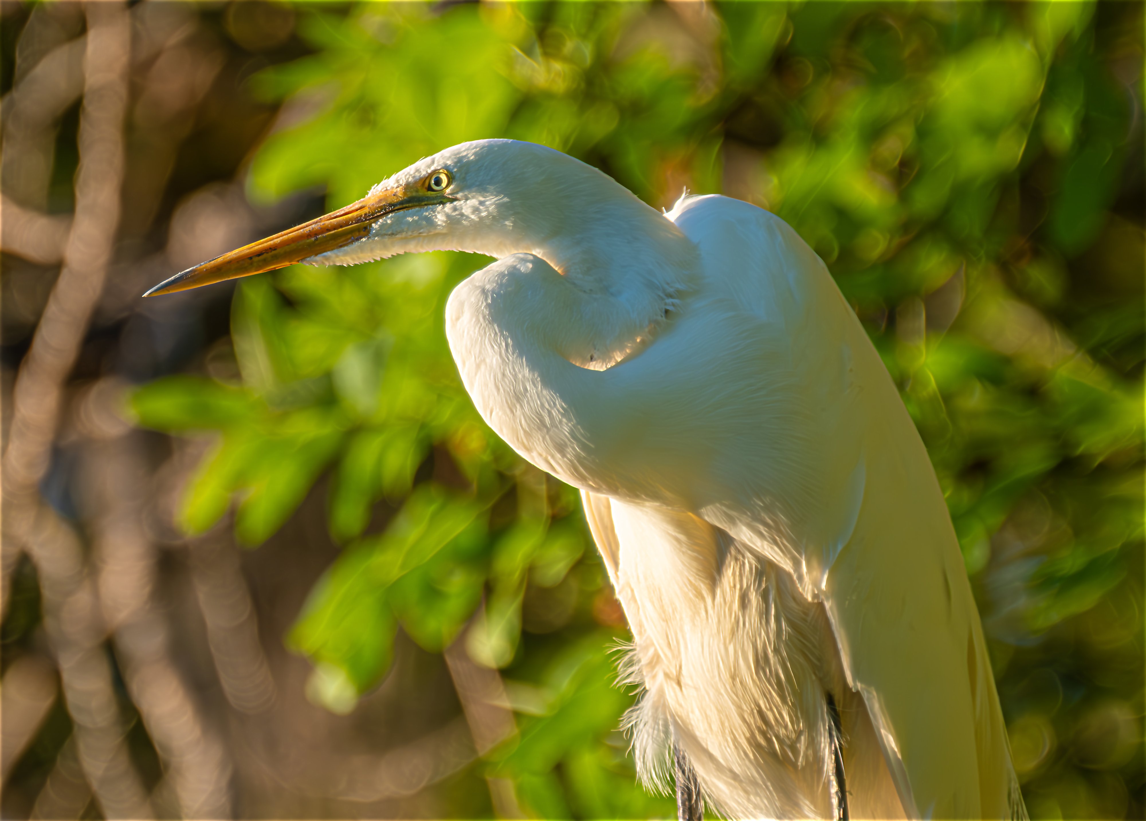 Great Egret