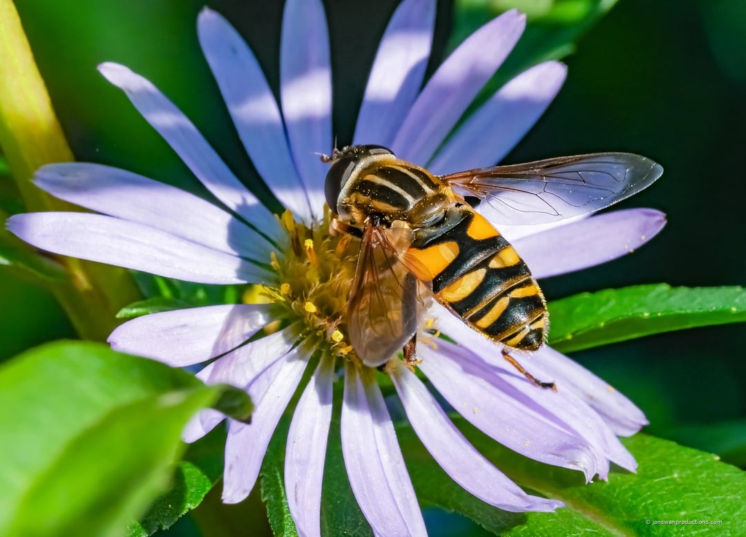 Hoverfly with wasp-like yellow and black markings on a pale aster