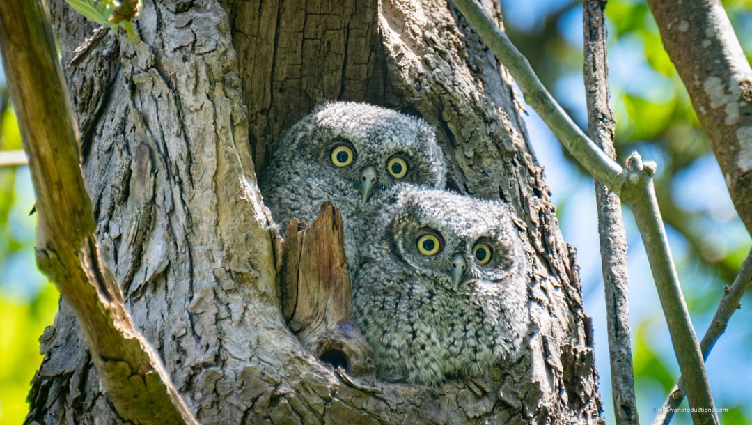 Two downy western screech owlets looking out of a tree cavity