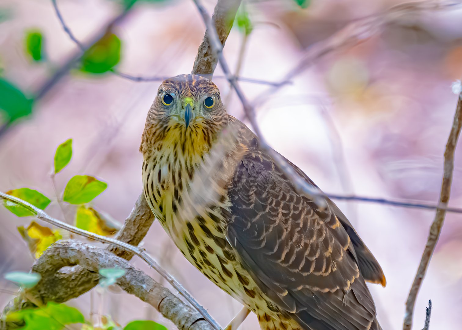Cooper’s Hawk in Oaks Bottom: A Study of Urban Wildlife