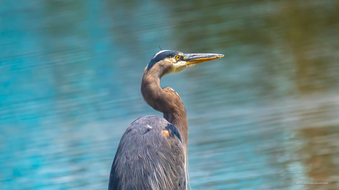 Great Blue Heron fishing at Oaks Bottom