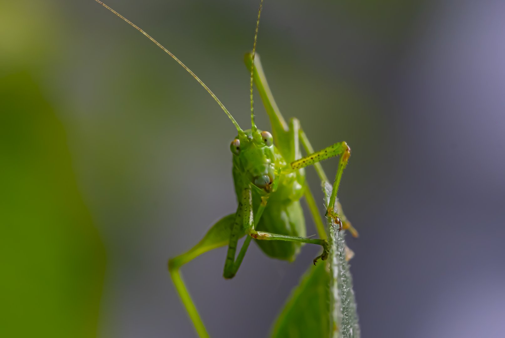 Discovering the Fascinating World of Katydids