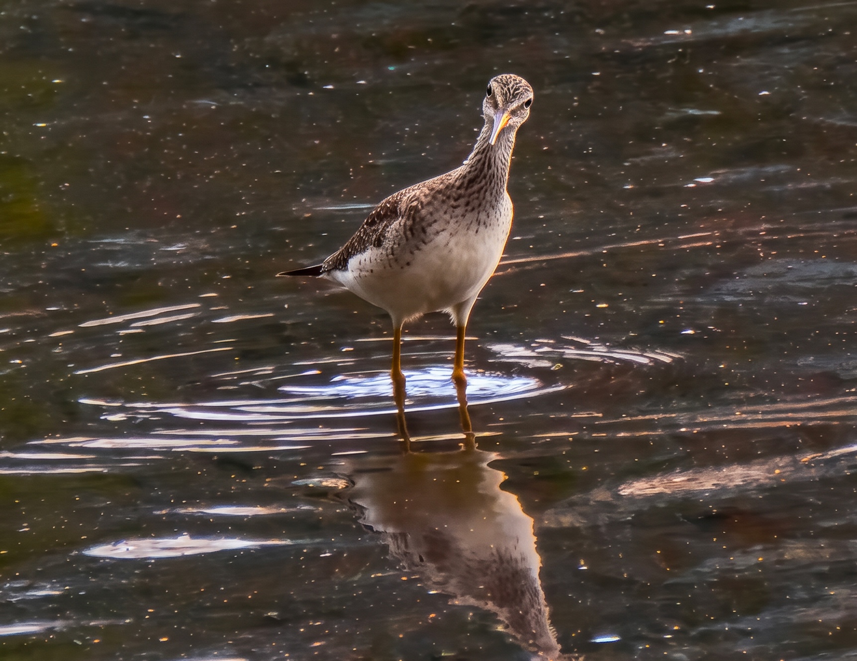 A Greater Yellowlegs facing the camera in rippled golden water, its reflection beneath it