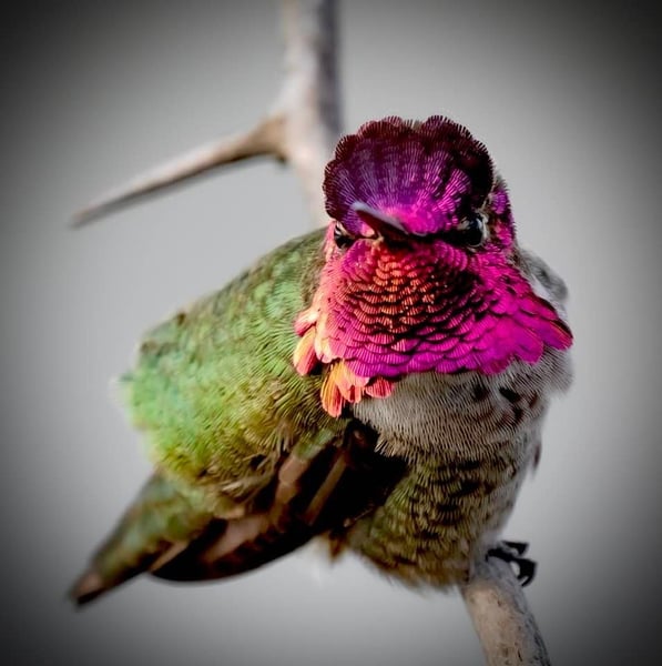 Hummingbirds in Portland