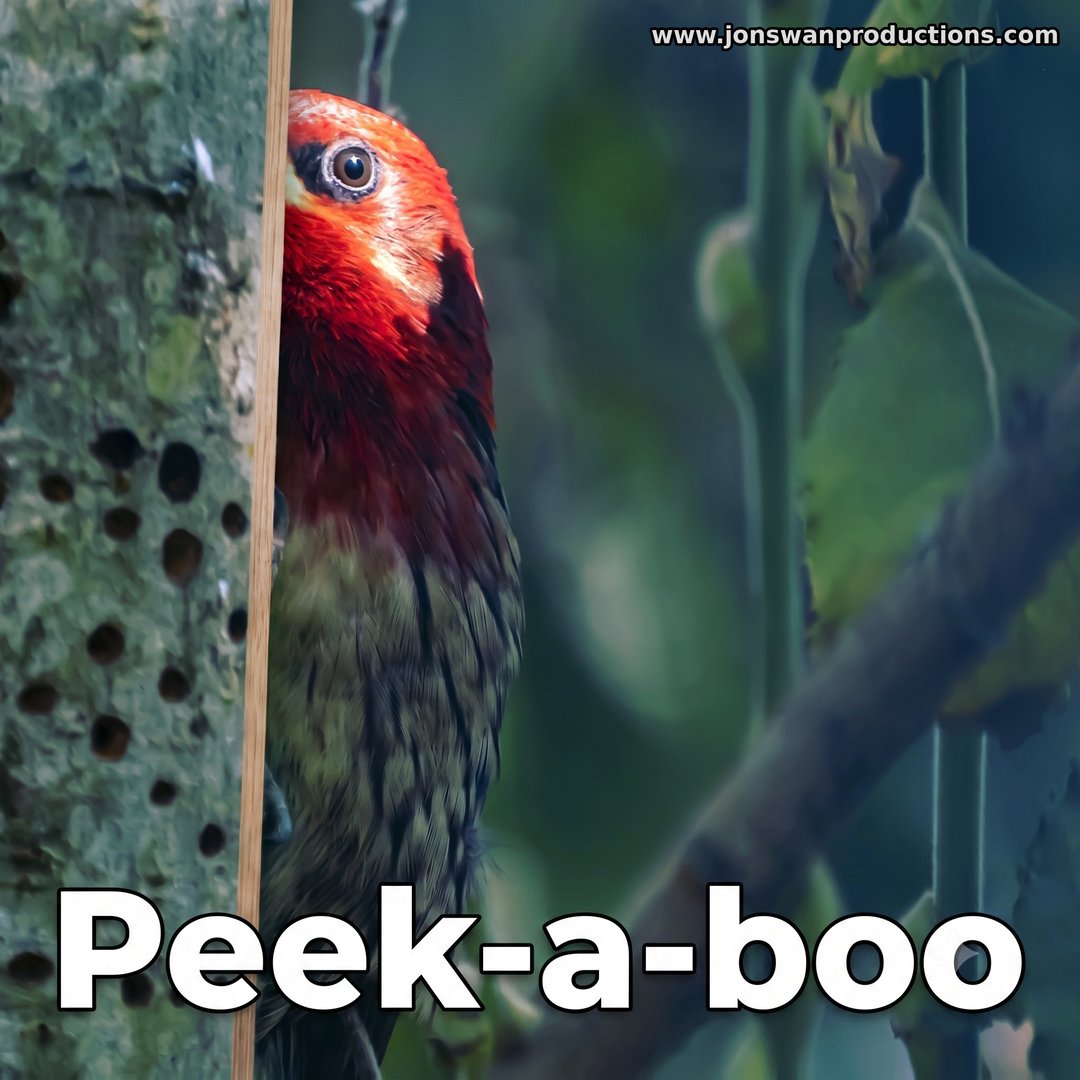 Red-breasted sapsucker peeking out from behind a hole-riddled tree trunk with one guilty eye, captioned Peek-a-boo