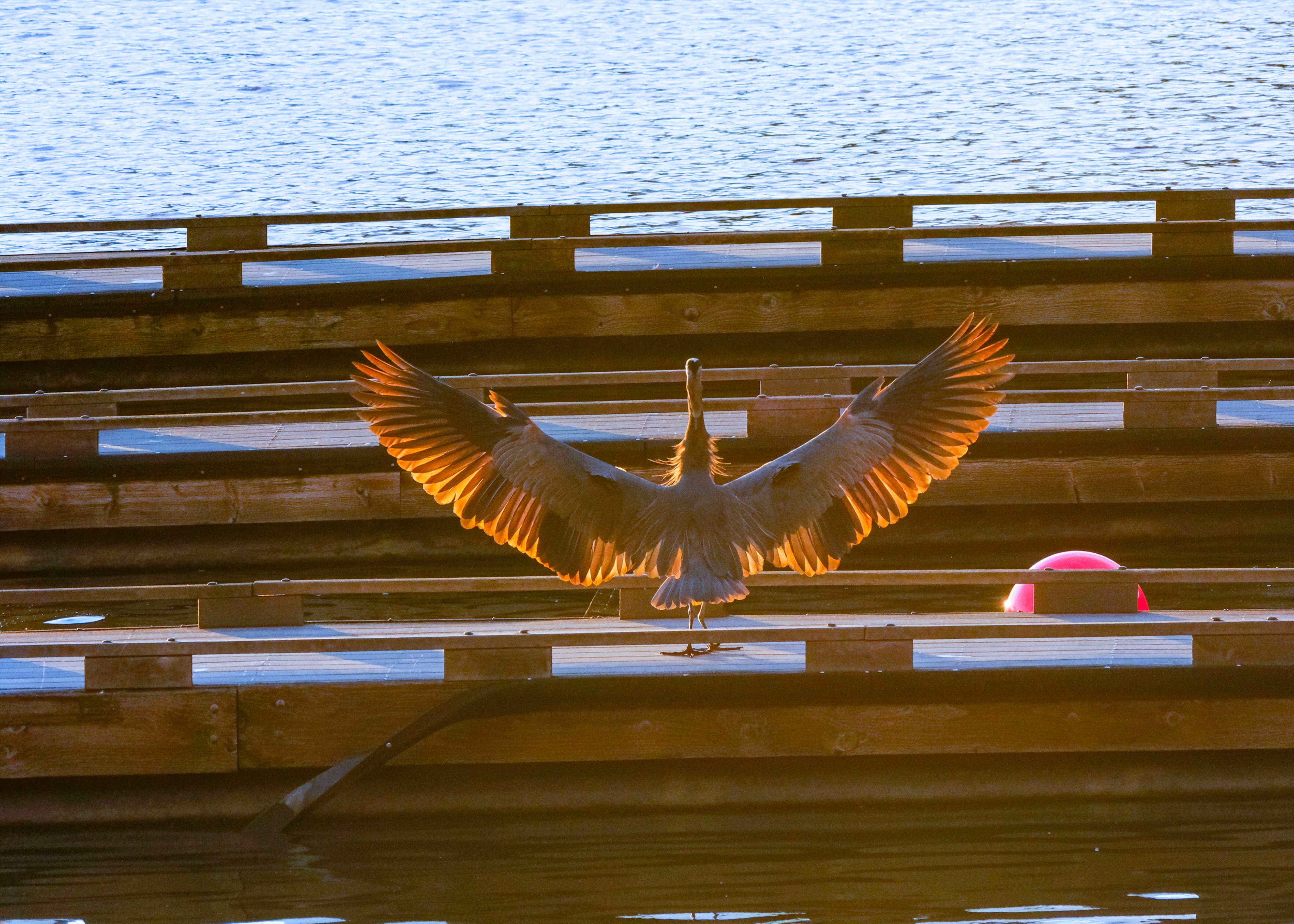 A Great Blue Heron on a boat dock with its wings fully spread, backlit by the setting sun so the trailing edge of every feather glows orange