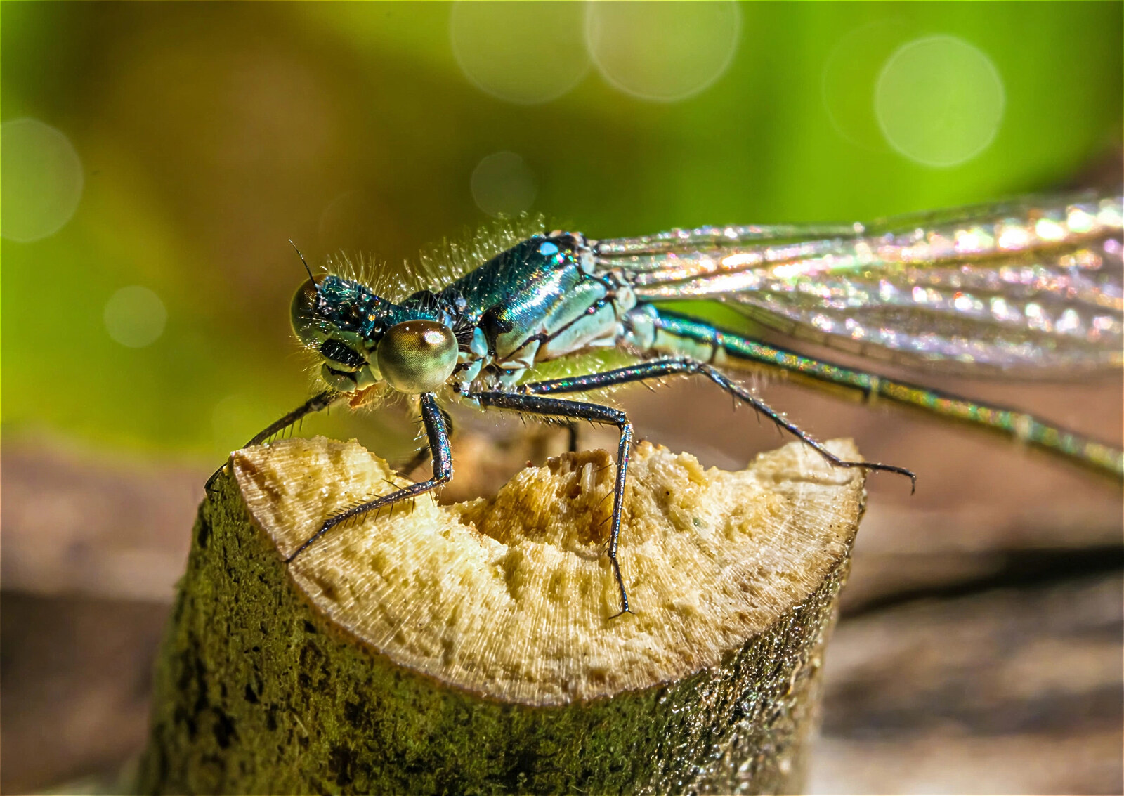 Damselfly on a cut branch end with wings held half open showing rainbow thin-film iridescence