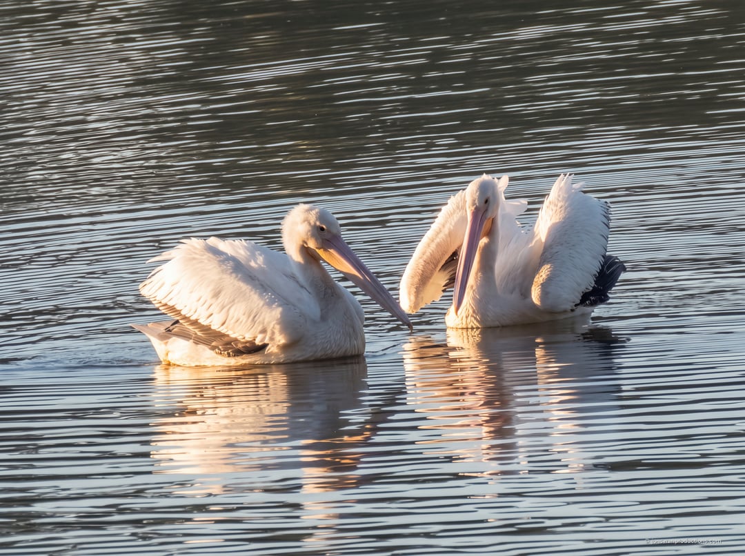 Two American White Pelicans side by side on calm water in warm golden light, bills and folded black-tipped wings visible