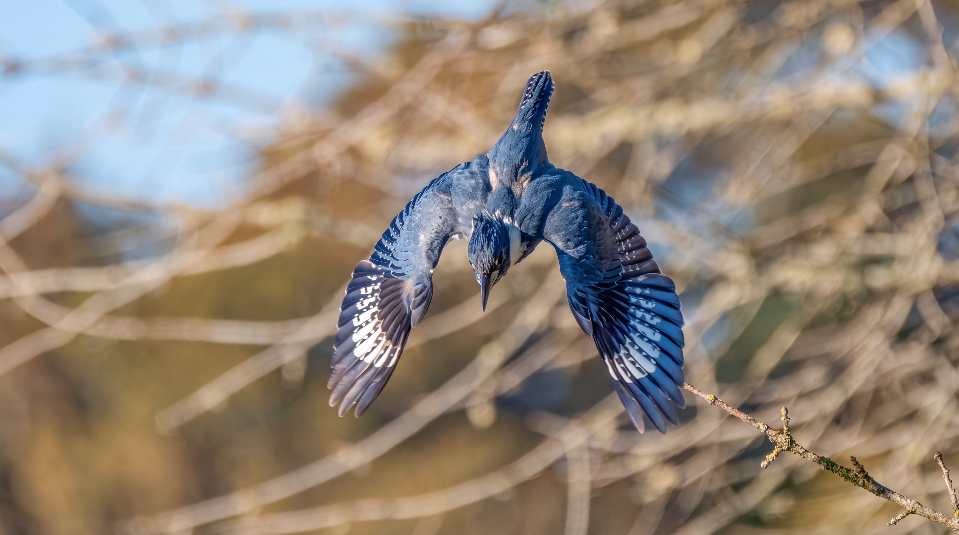 Belted Kingfisher mid-dive seen from above, wings swept back in a symmetrical arc, head and bill aimed straight down