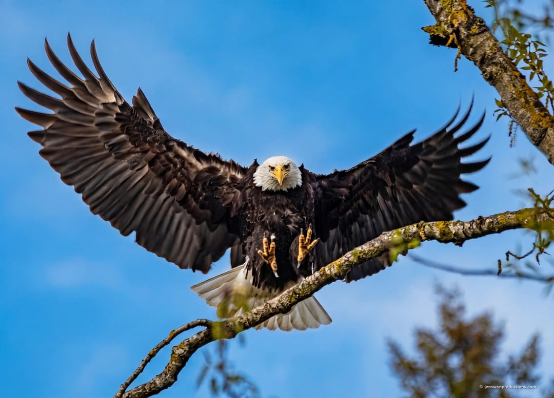 Bald eagle landing on a branch with both wings fully spread and talons reaching forward
