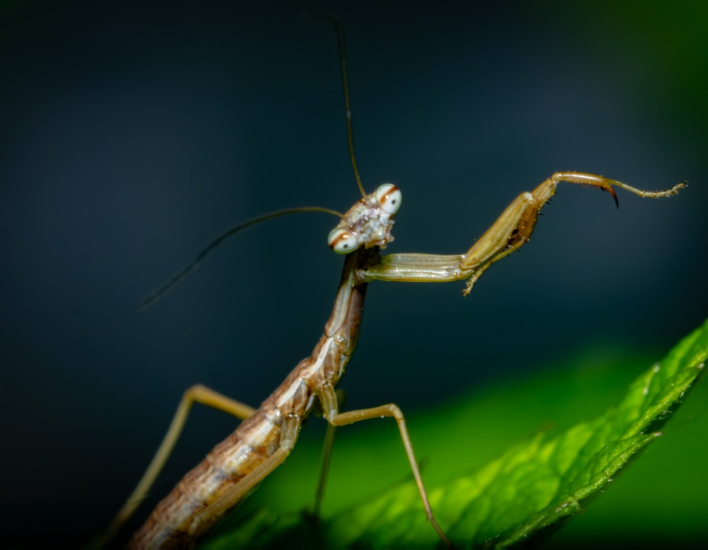 Praying Mantis
