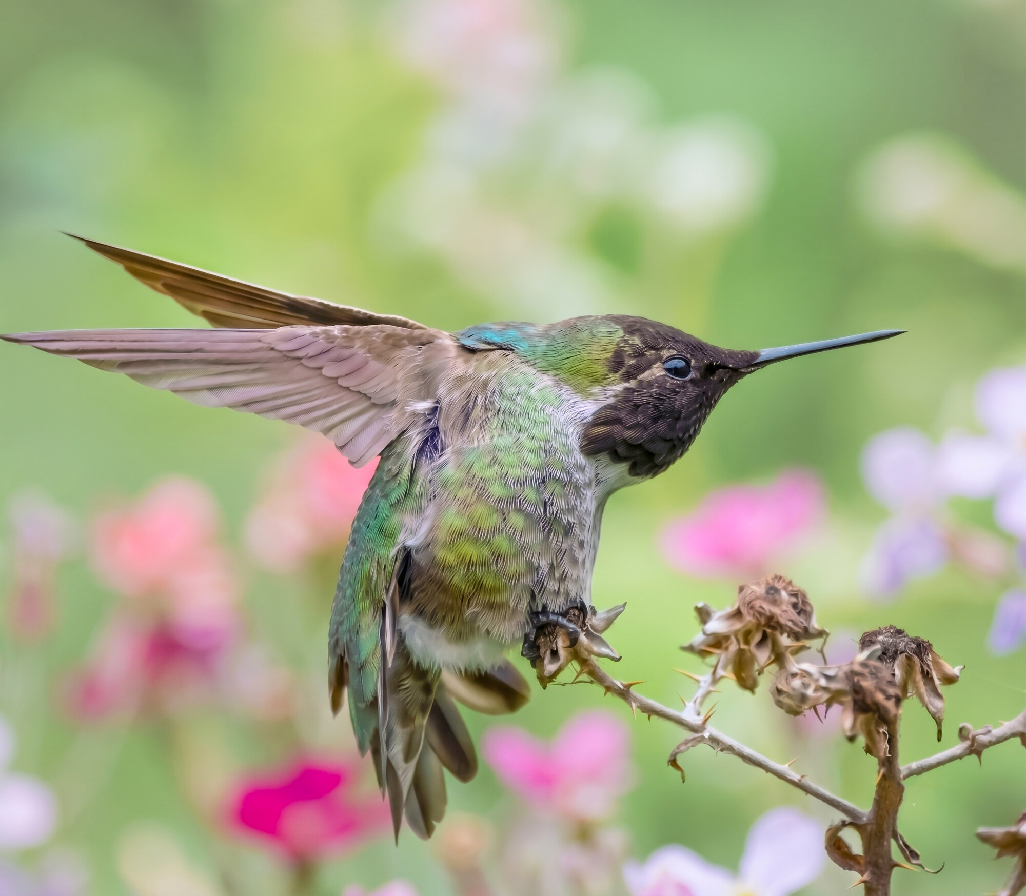Hummingbird with iridescent green throat perched on a twig, wings partly spread, in a colorful garden background.