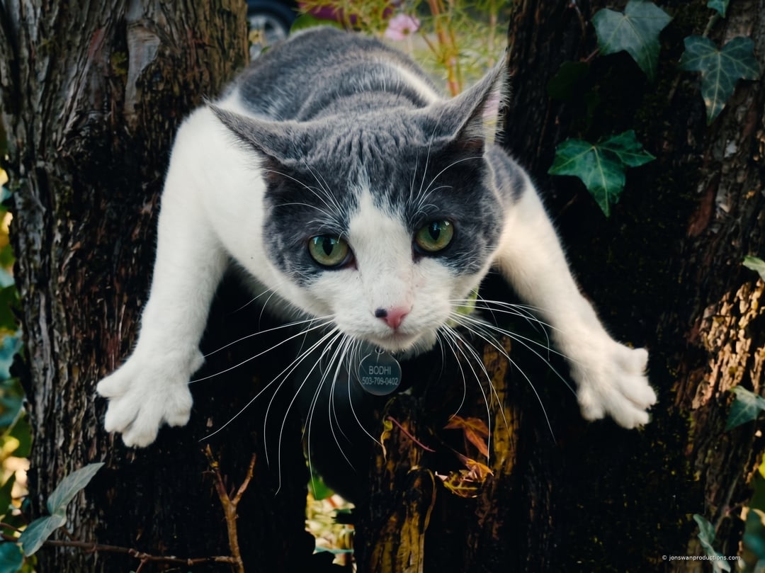 Bodhi the cat showing off his climbing skills