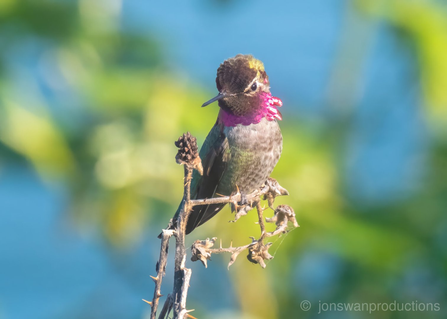 Anna’s Hummingbird – River Gradient