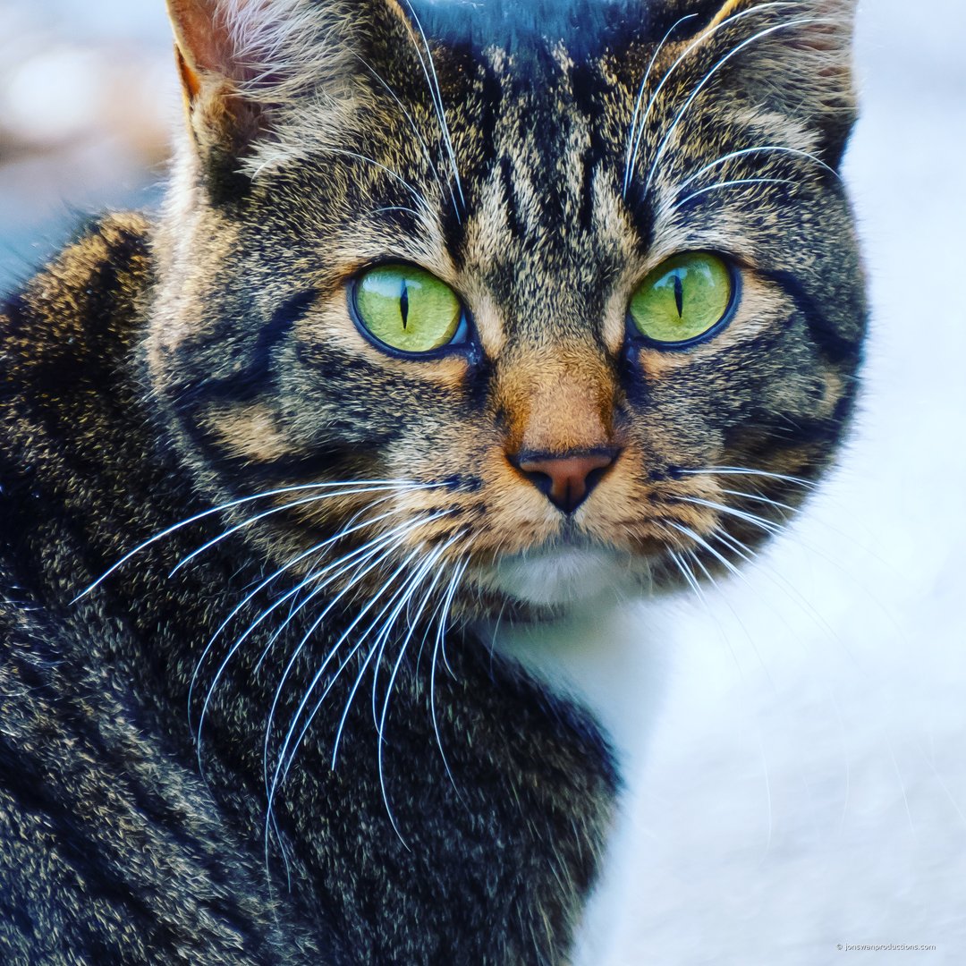Close-up of a cat's eyes