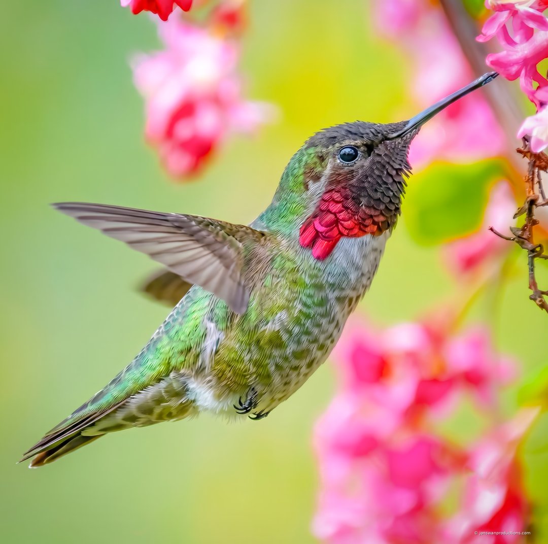 Male Anna's Hummingbird feeding in red currant blossoms