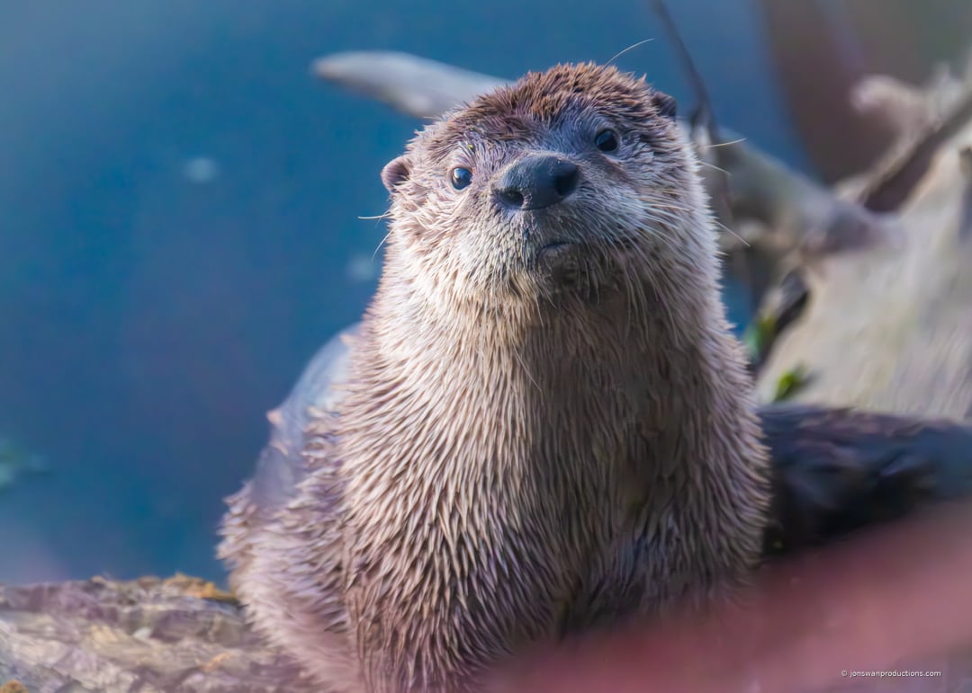 River otter perched on a log at Oaks Bottom Wildlife Refuge, looking directly at the camera