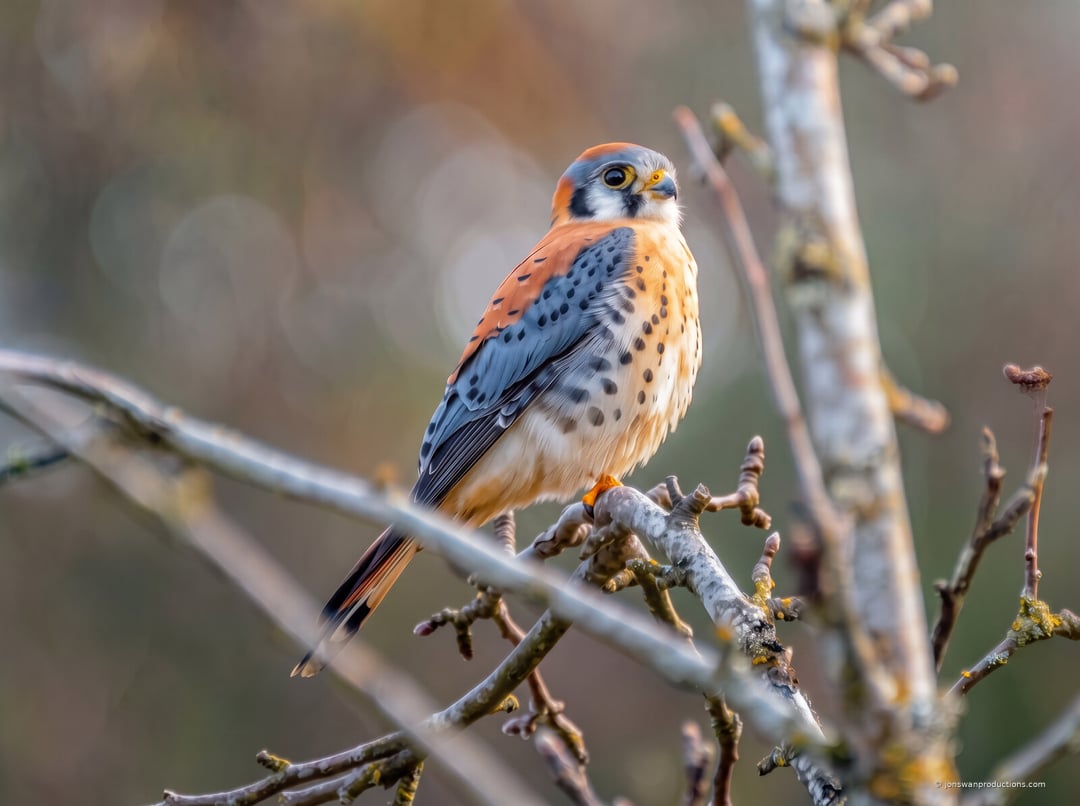 Male American kestrel perched full length on a bare branch in a winter thicket