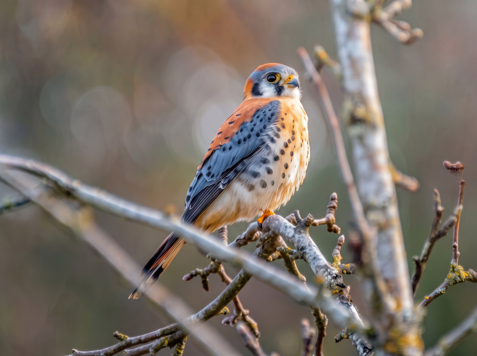 Male American kestrel perched full length on a bare branch in a winter thicket