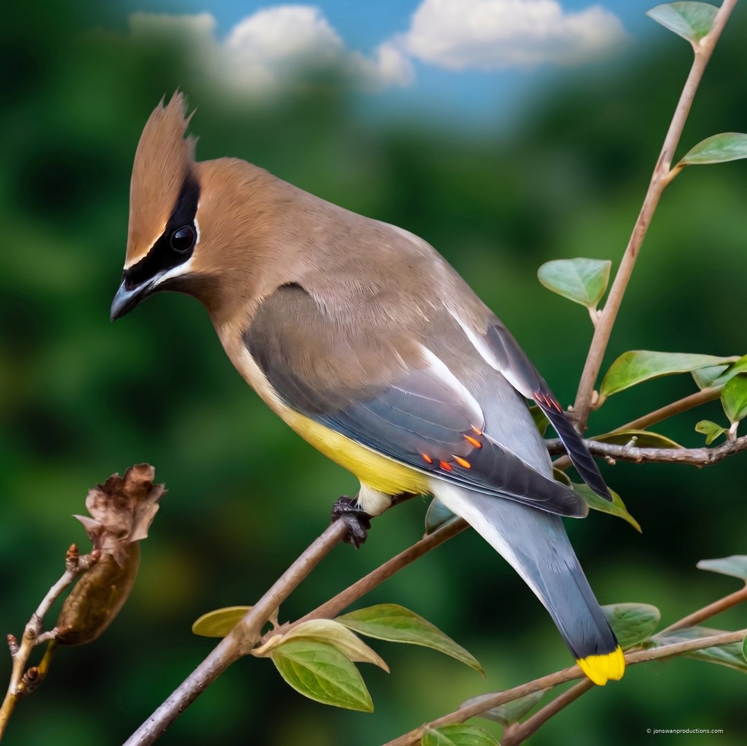 Cedar Waxwing showing the red wax-like droplets on its wing feathers